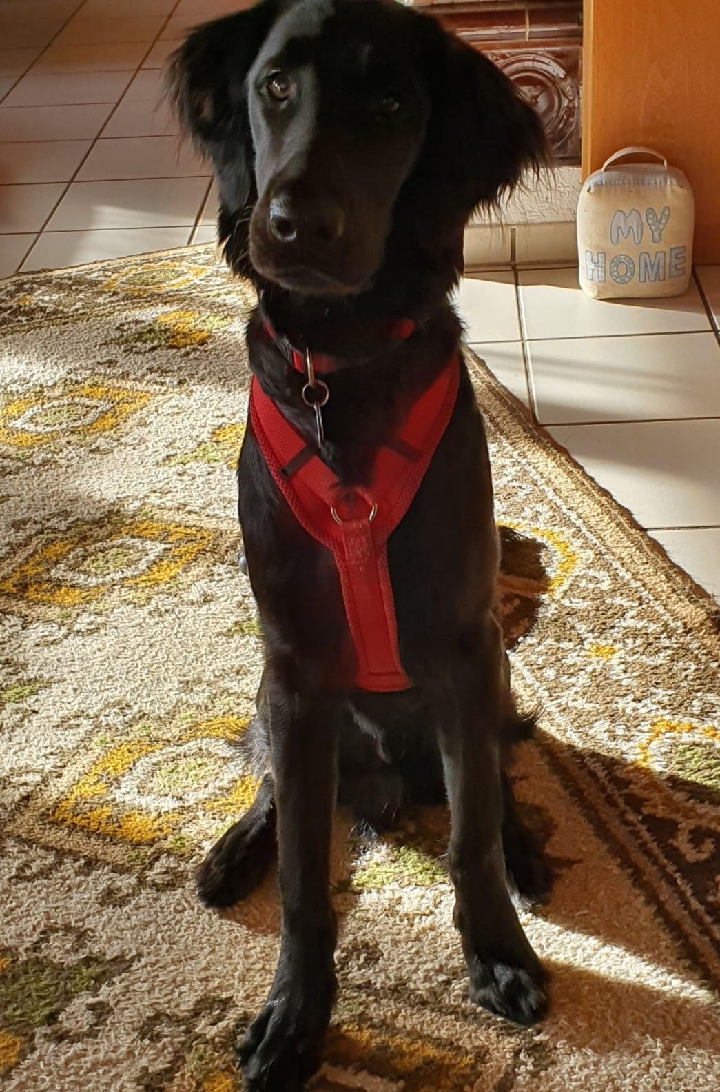 Shadow