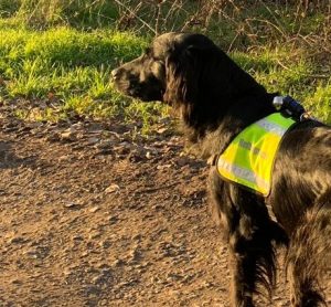 Rettungshund im Einsatz