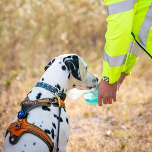 Hund beim Anriechen